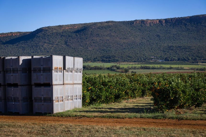 Caixas empilhadas com laranjas em um pomar, diante de uma paisagem montanhosa.