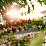 Cachos de frutos maduros de café em um cafeeiro iluminado pelo sol.
