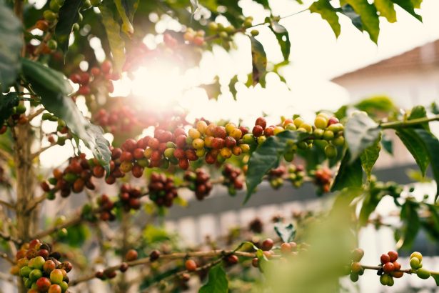 Cachos de frutos maduros de café em um cafeeiro iluminado pelo sol.