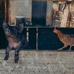 Porco e galinha em uma propriedade rural, em meio a um cenário de criação de animais.