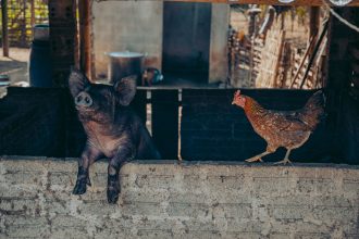 Porco e galinha em uma propriedade rural, em meio a um cenário de criação de animais.