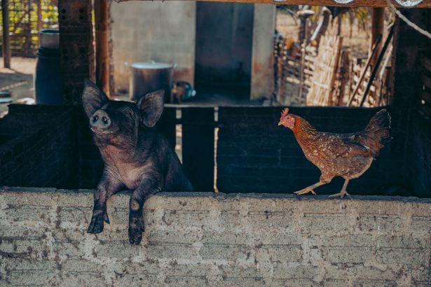 Porco e galinha em uma propriedade rural, em meio a um cenário de criação de animais.