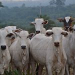 Rebanho de bovinos Nelore atrás de uma cerca, em uma propriedade rural brasileira com vegetação ao fundo.