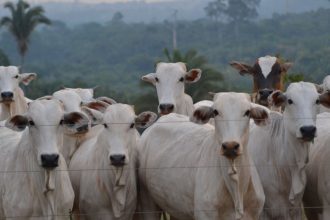 Rebanho de bovinos Nelore atrás de uma cerca, em uma propriedade rural brasileira com vegetação ao fundo.