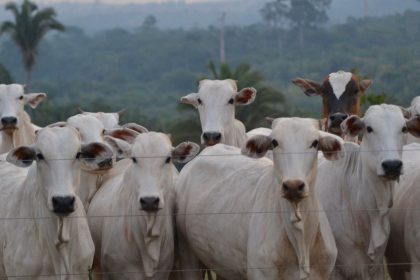 Rebanho de bovinos Nelore atrás de uma cerca, em uma propriedade rural brasileira com vegetação ao fundo.