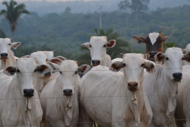 Rebanho de bovinos Nelore atrás de uma cerca, em uma propriedade rural brasileira com vegetação ao fundo.