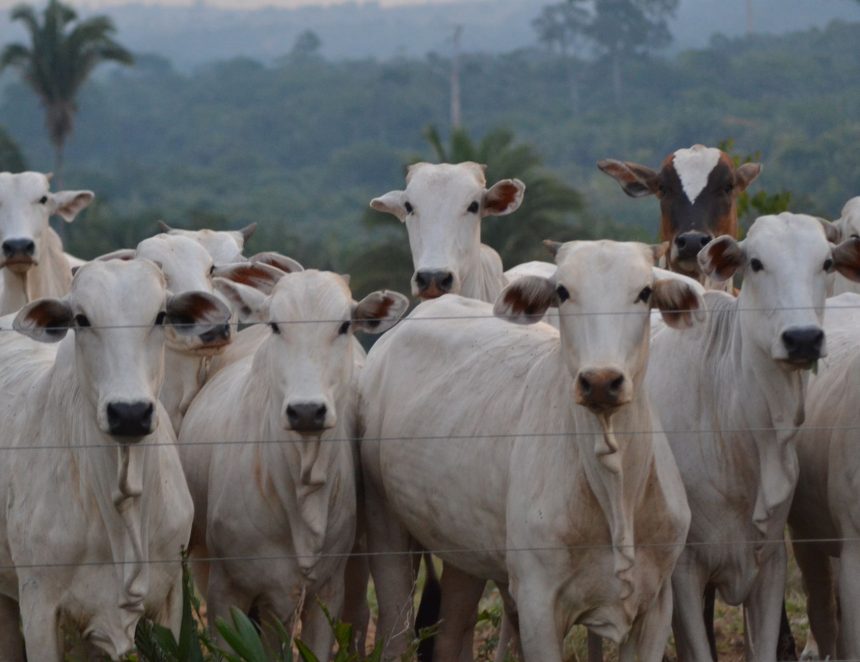 Rebanho de bovinos Nelore atrás de uma cerca, em uma propriedade rural brasileira com vegetação ao fundo.