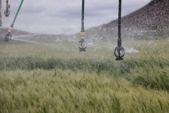 Sistema de aspersores irrigando uma lavoura verde de trigo.