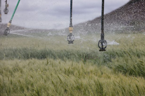 Sistema de aspersores irrigando uma lavoura verde de trigo.