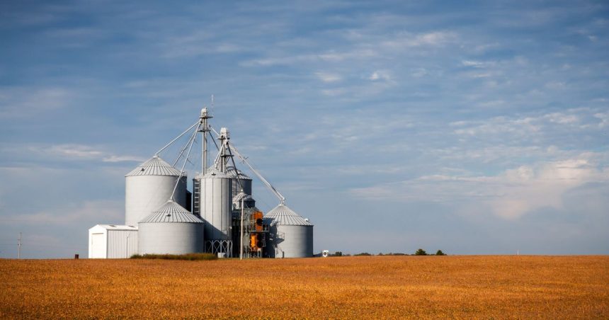 Silos de armazenamento de grãos em meio a uma área agrícola sob céu azul.