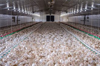 Grande grupo de galinhas em uma instalação moderna de criação avícola.