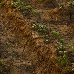 Solo seco e rachado com plantas jovens crescendo, em uma imagem representativa dos efeitos da estiagem sobre a agricultura.