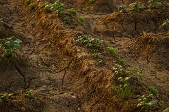 Solo seco e rachado com plantas jovens crescendo, em uma imagem representativa dos efeitos da estiagem sobre a agricultura.