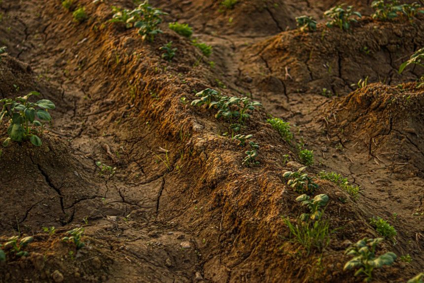 Solo seco e rachado com plantas jovens crescendo, em uma imagem representativa dos efeitos da estiagem sobre a agricultura.