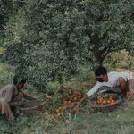 Dois homens colhem laranjas em uma plantação, usando cestos durante o trabalho rural.