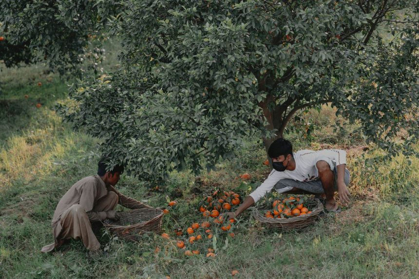 Dois homens colhem laranjas em uma plantação, usando cestos durante o trabalho rural.